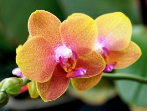 Pink Yellow Orchid